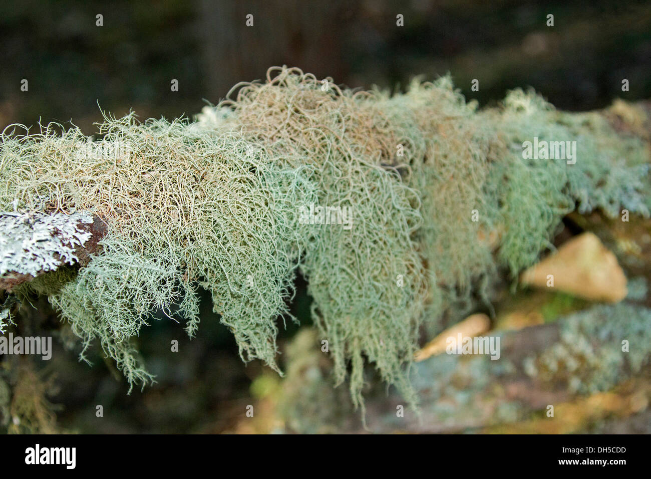 Green / blue lichen growing on branch of tree in Nowendoc State Forest in NSW Australia Stock Photo