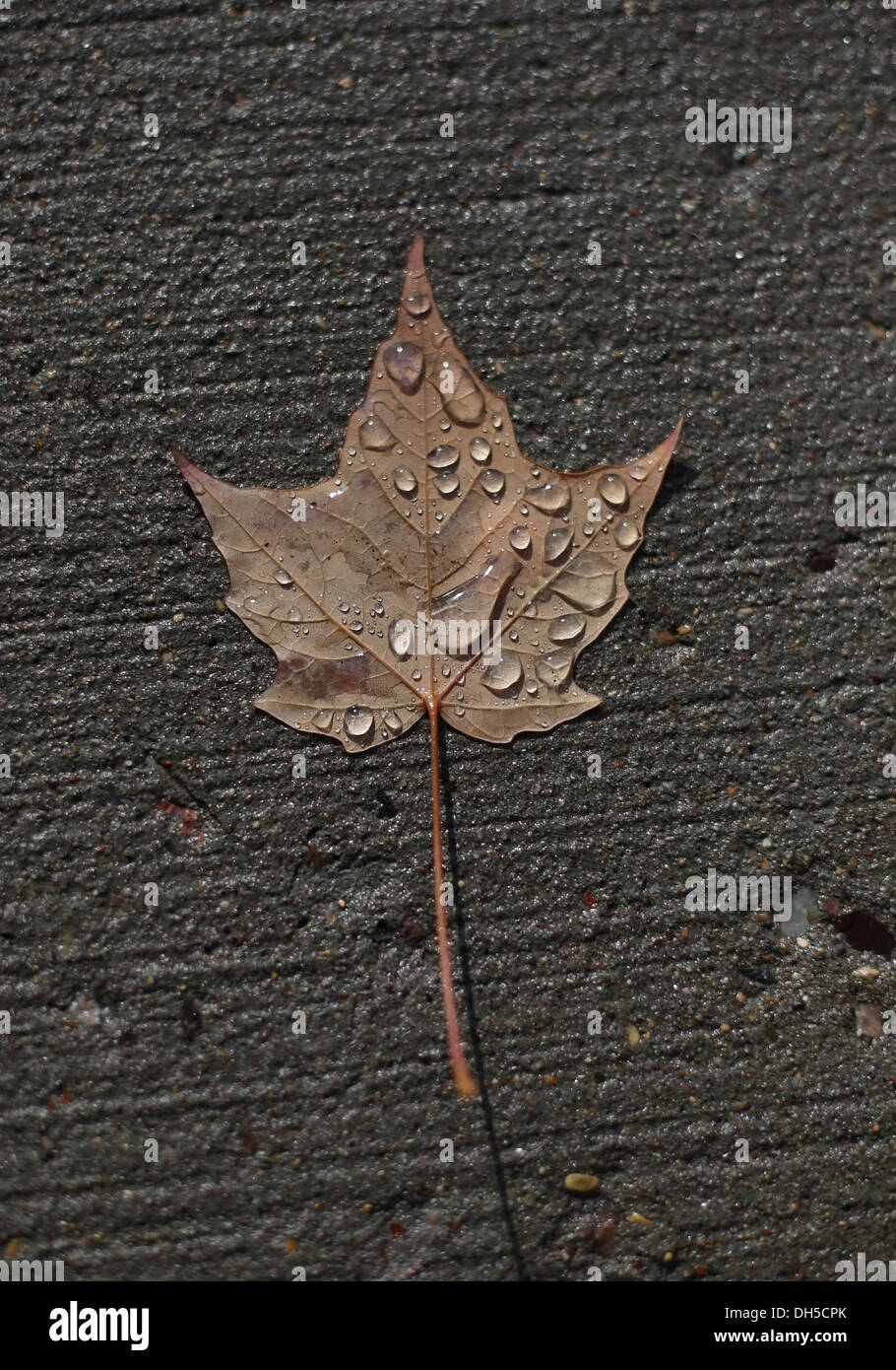 An autumn leaf on a sidewalk, covered with rain drops. Stock Photo