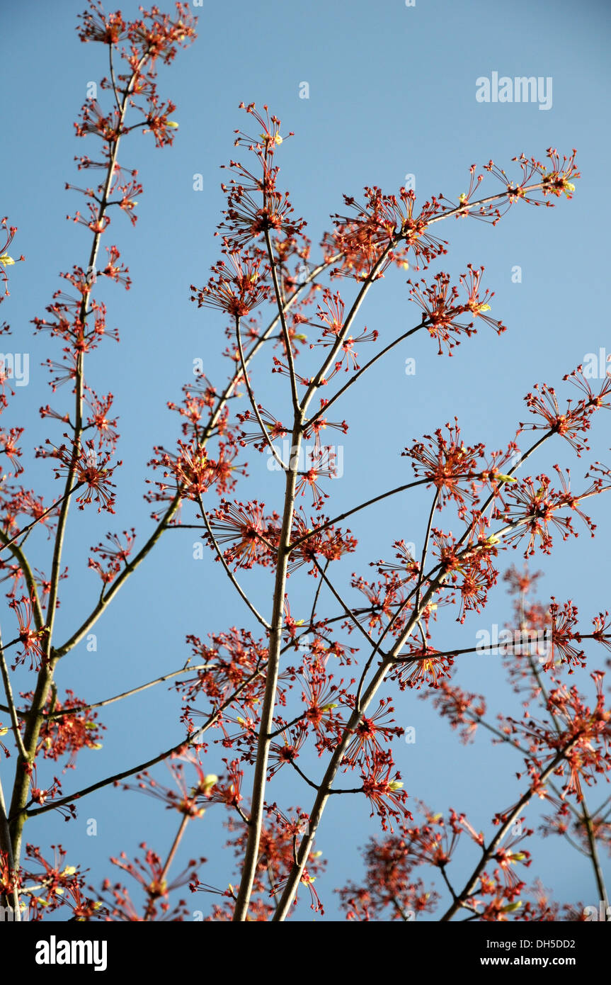 Red Maple Stock Photo