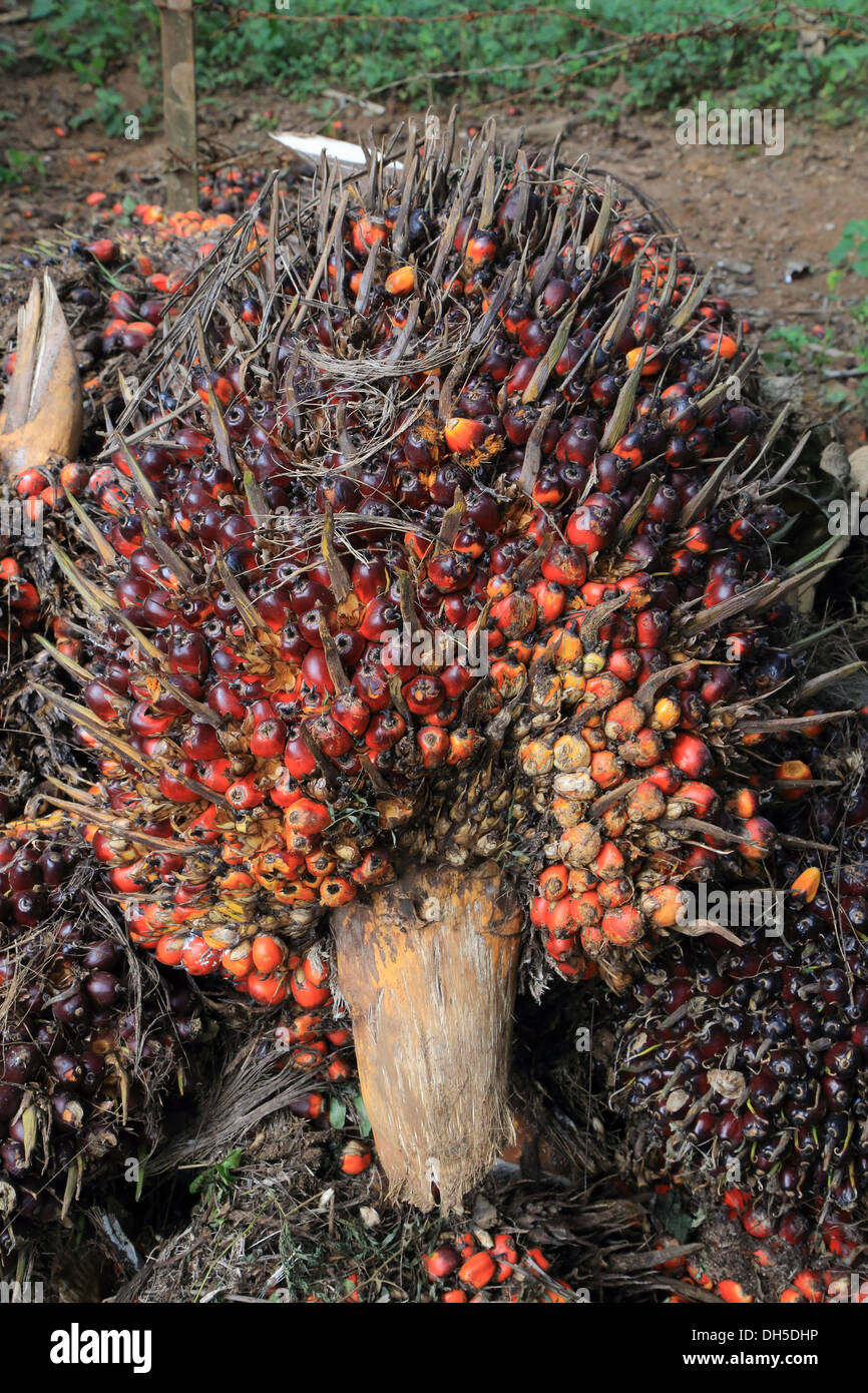 oil palm fruit, Elaeis guineensis, Kerala, India Stock Photo