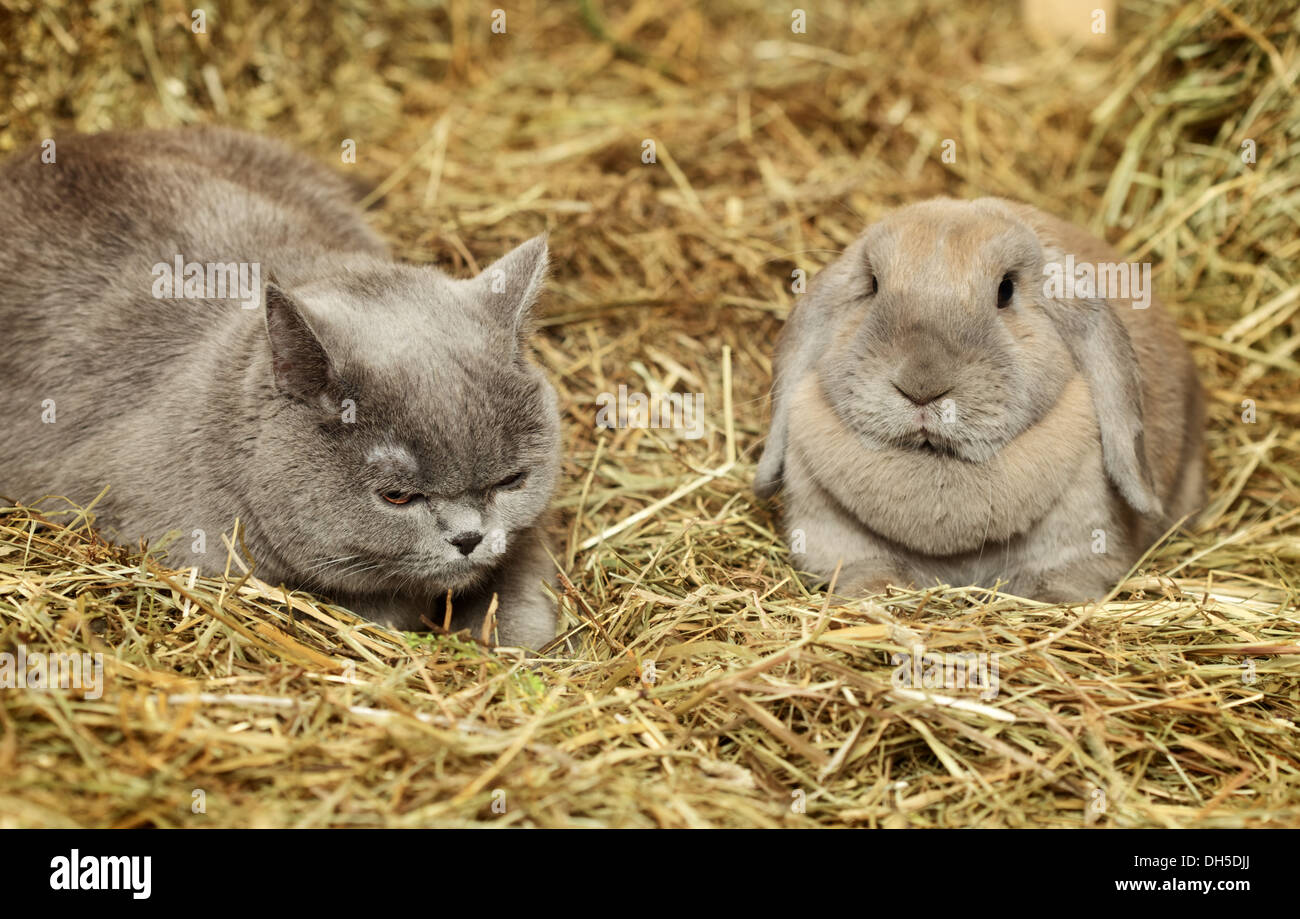 Cat and Rabbit Stock Photo