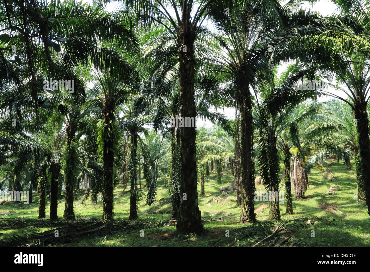 oil palms, Elaeis guineensis, Kerala, India Stock Photo