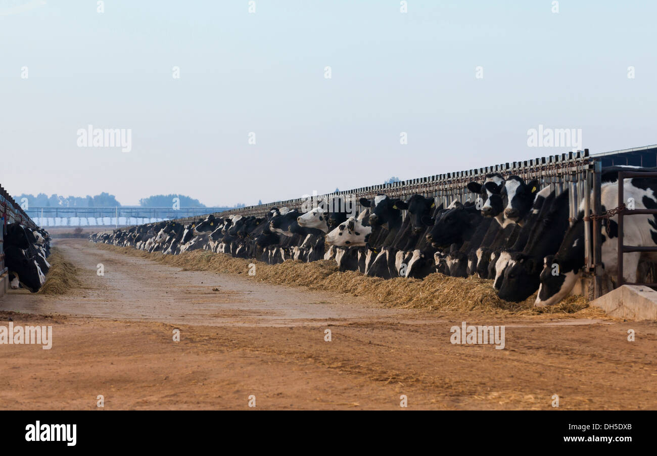 Cattle feedlot america hires stock photography and images Alamy