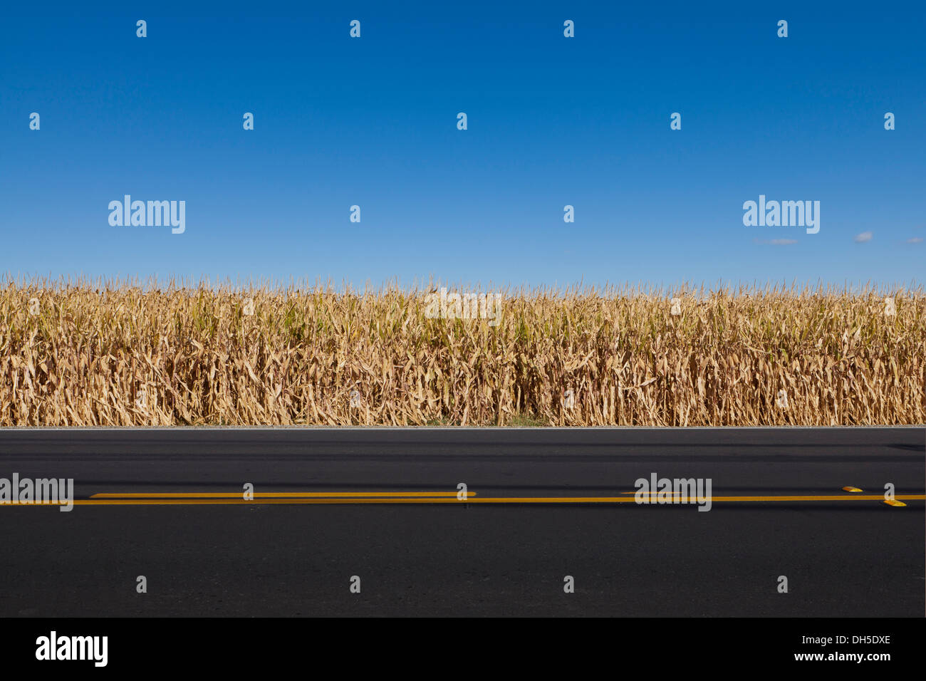 Corn field edge in fall - California USA Stock Photo