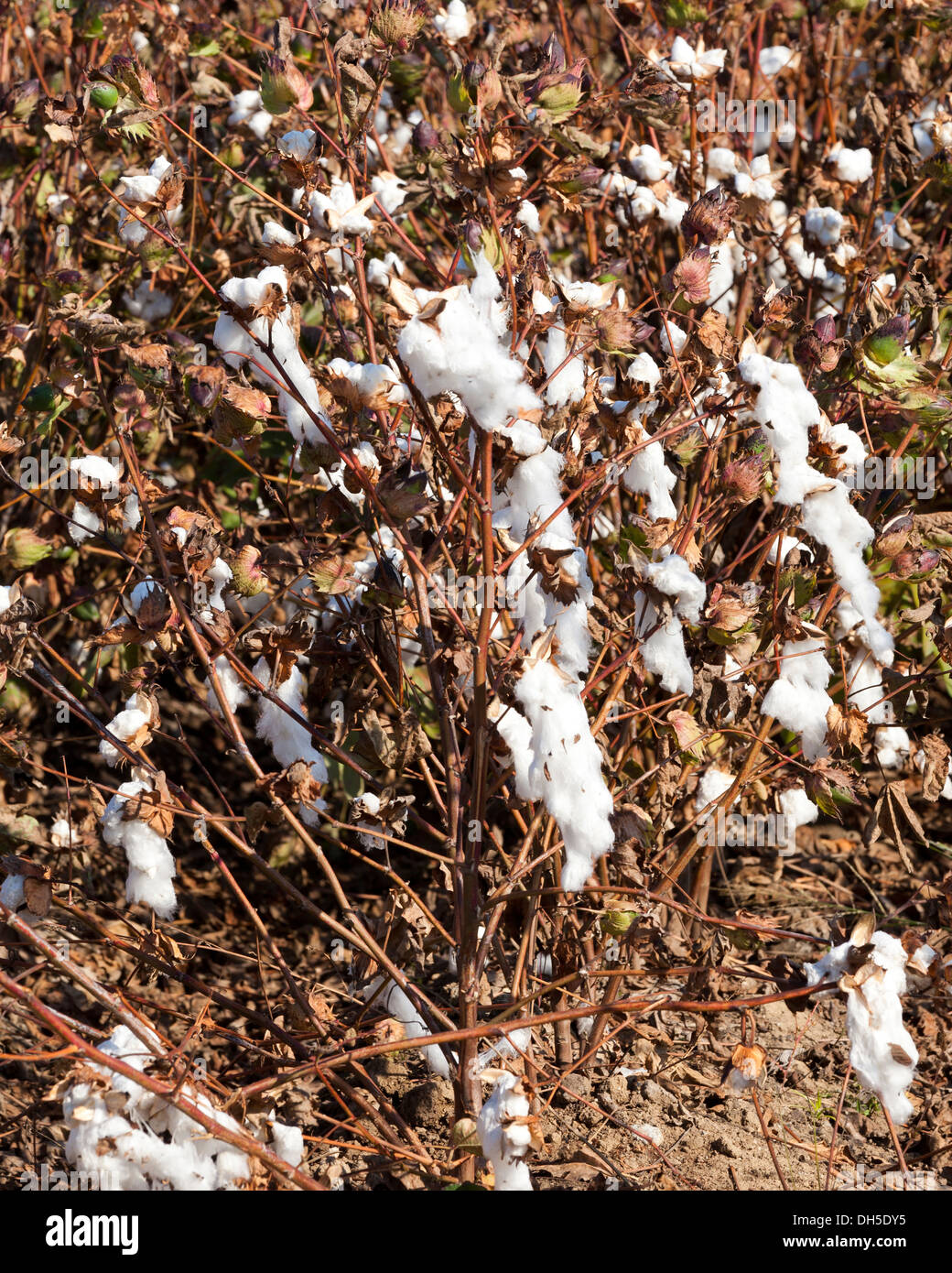 Cotton field California USA Stock Photo Alamy