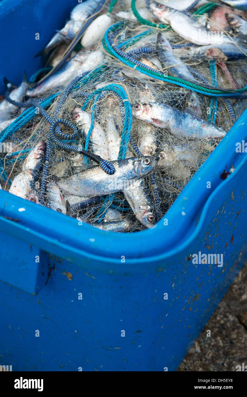 Freshly caught fish herring at St. Ives harbour Cornwall England UK Stock Photo
