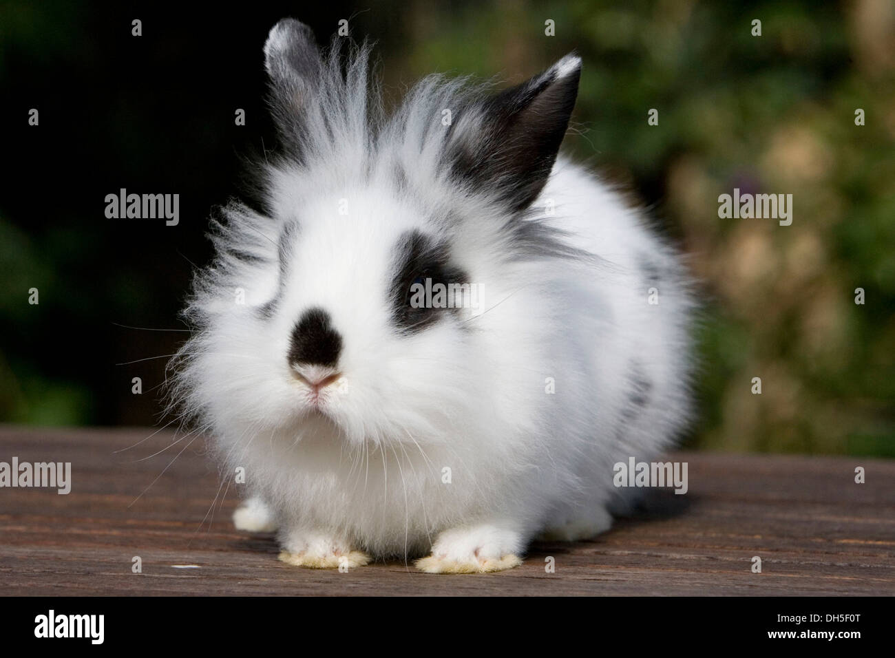 Lion head, rabbit breed, black and white Stock Photo