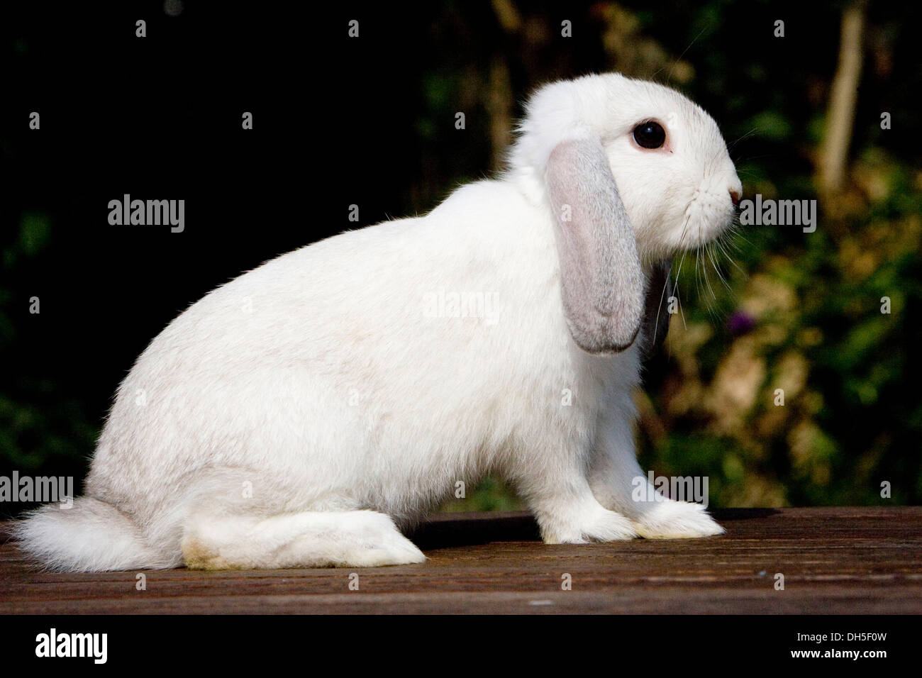 English Lop, rabbit breed, Siam yellow Stock Photo