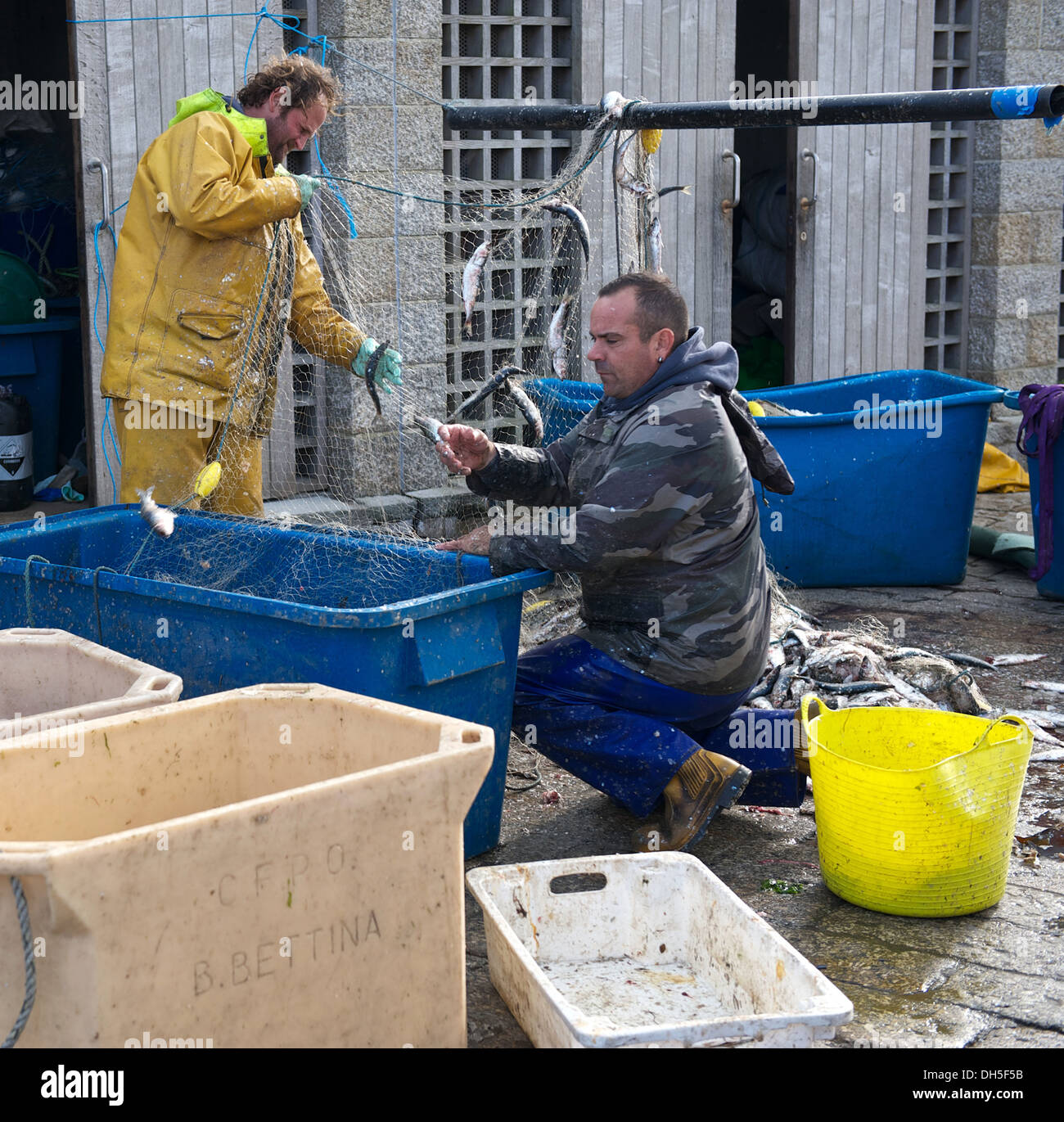 Fishermen remove their catch from their nets on the keyside at St. Ives harbour in Cornwall Stock Photo