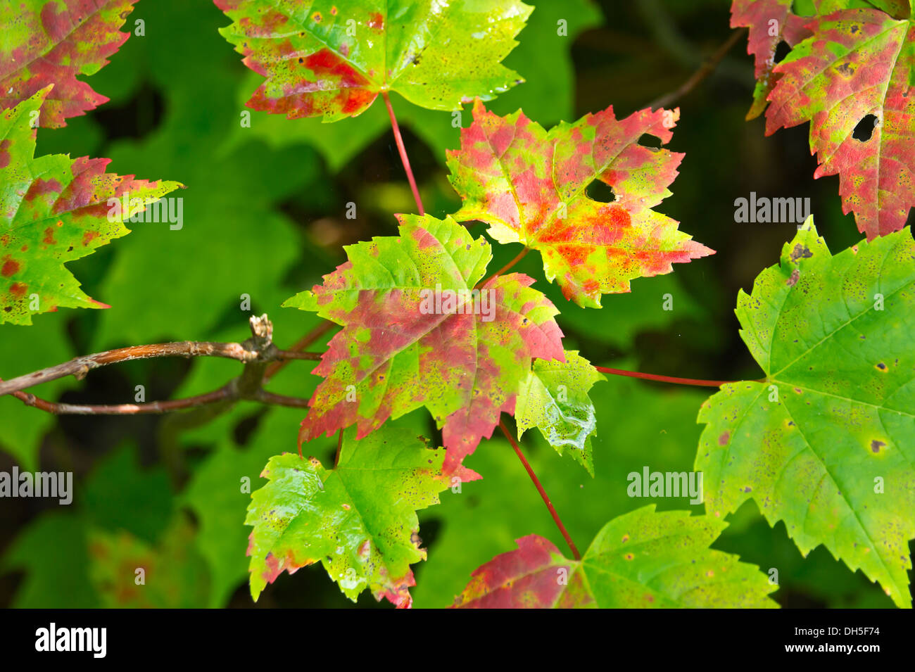 canadian-maple-leaves-stock-photo-alamy