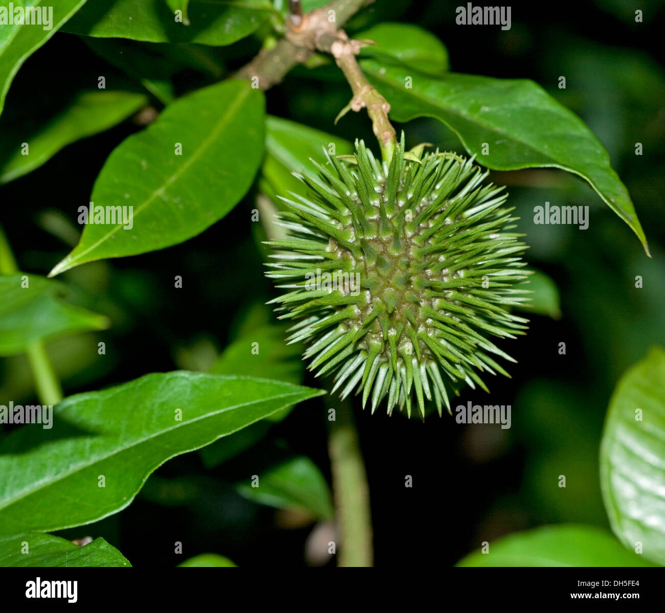 Green spiny seed pod and bright emerald green leaves of Allamanda schottii Stock Photo