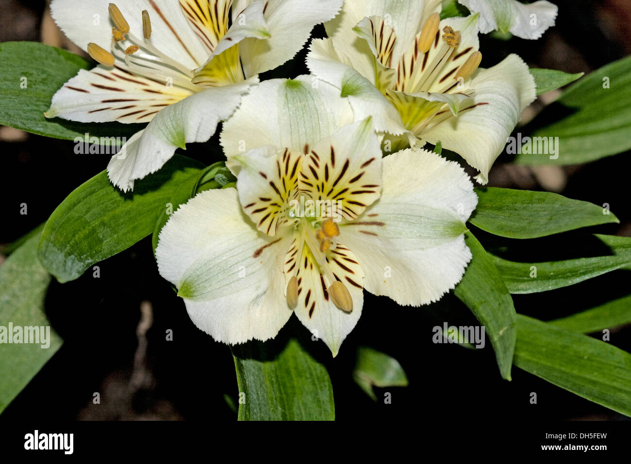 White flowers and green leaves of Alstroemeria cultivar Camilla - Princess / Peruvian lily Stock Photo