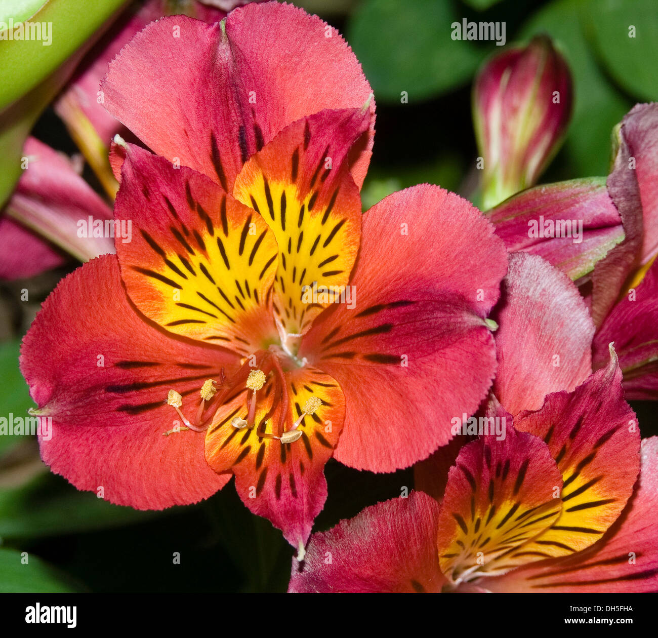 Vivid orange / red flower with bright yellow speckled throat, Alstroemeria - Peruvian / Princess lily Stock Photo