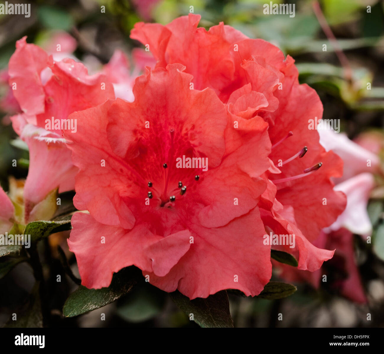 Apricot pink / orange flowers of Azalea indica 'Coral Wings' Stock Photo