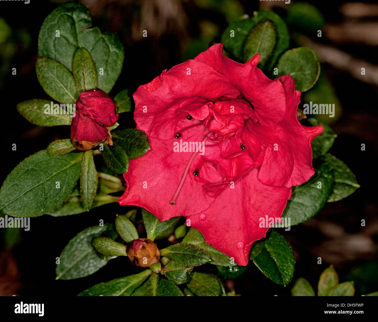 Bright red flower of Azalea indica 'Goyet' with buds and dark green leaves Stock Photo