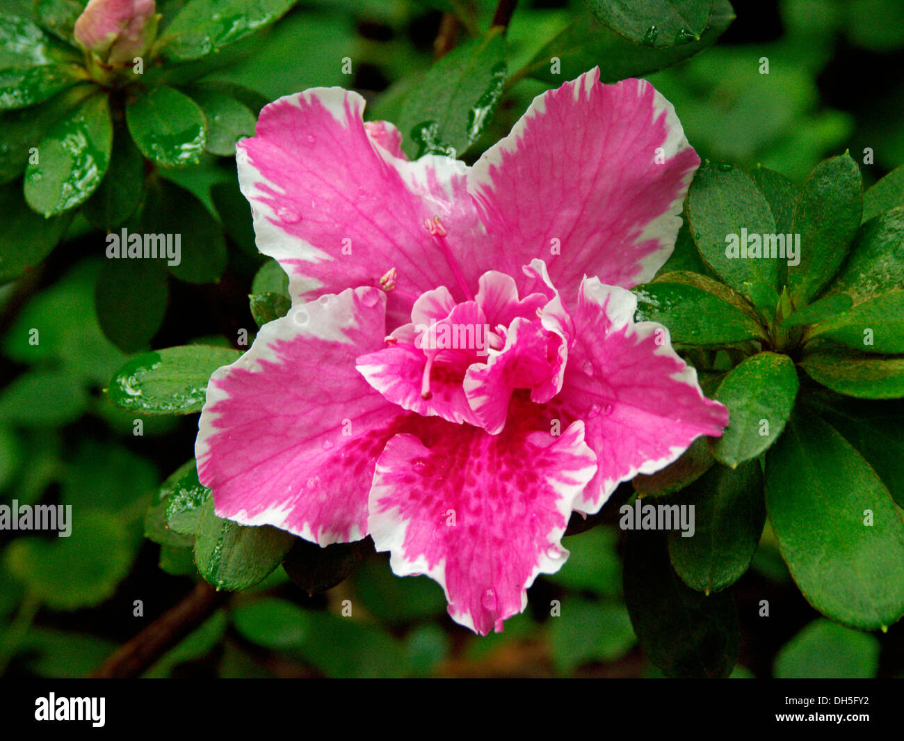 Pink and white fedged lower of Azalea indica 'Inga' with dark green leaves freckled with raindrops Stock Photo