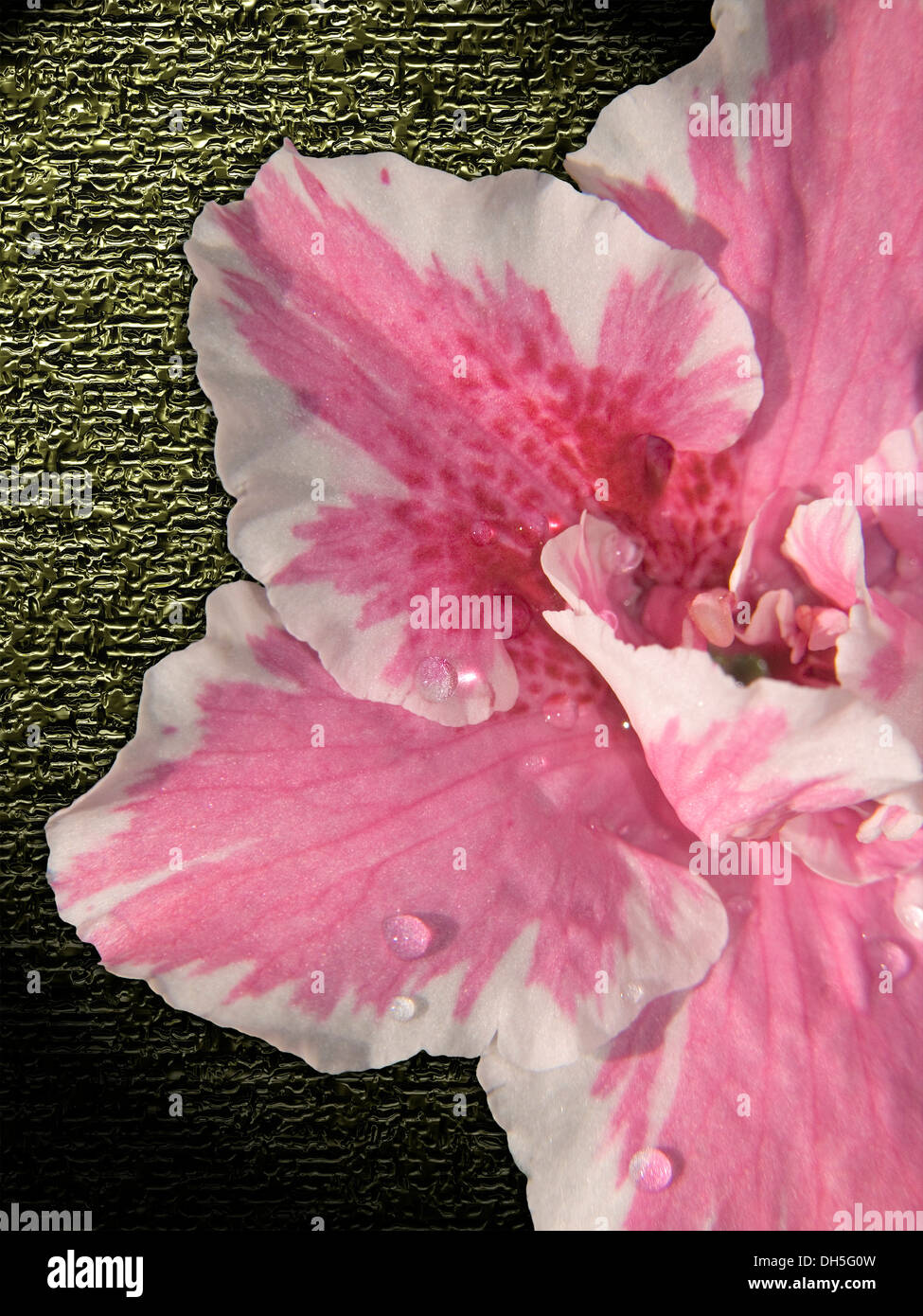 Closeup of pink and white flower of Azalea indica 'Inga' with raindrops on a metallic patterned background Stock Photo