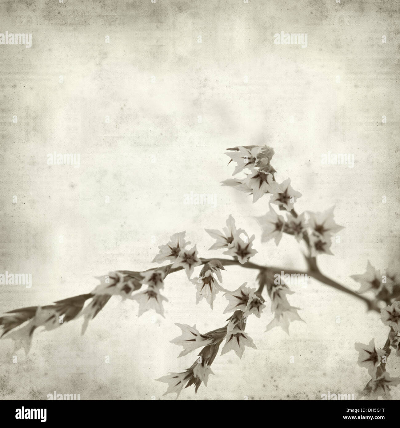 textured old paper background with limonium flowers Stock Photo