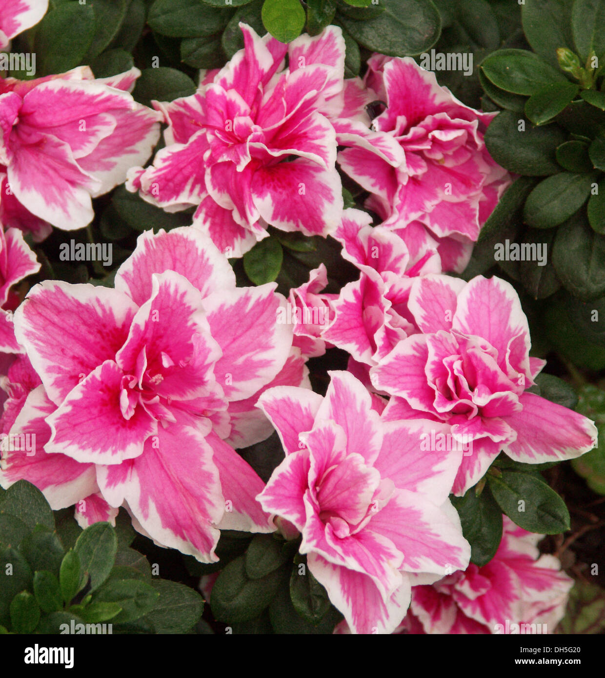 Cluster of pink and white edged flowers of Azalea indica Inga with dark green foliage Stock Photo