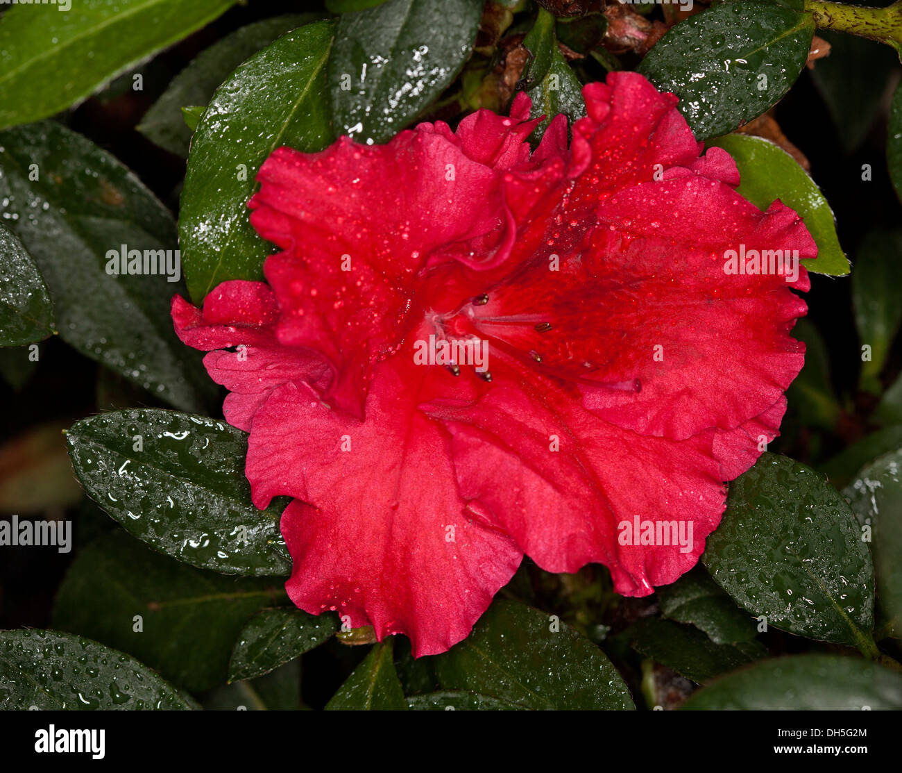 Bright magenta red flower of Azalea indica 'Red Wing' and dark green foliage with raindrops on leaves Stock Photo