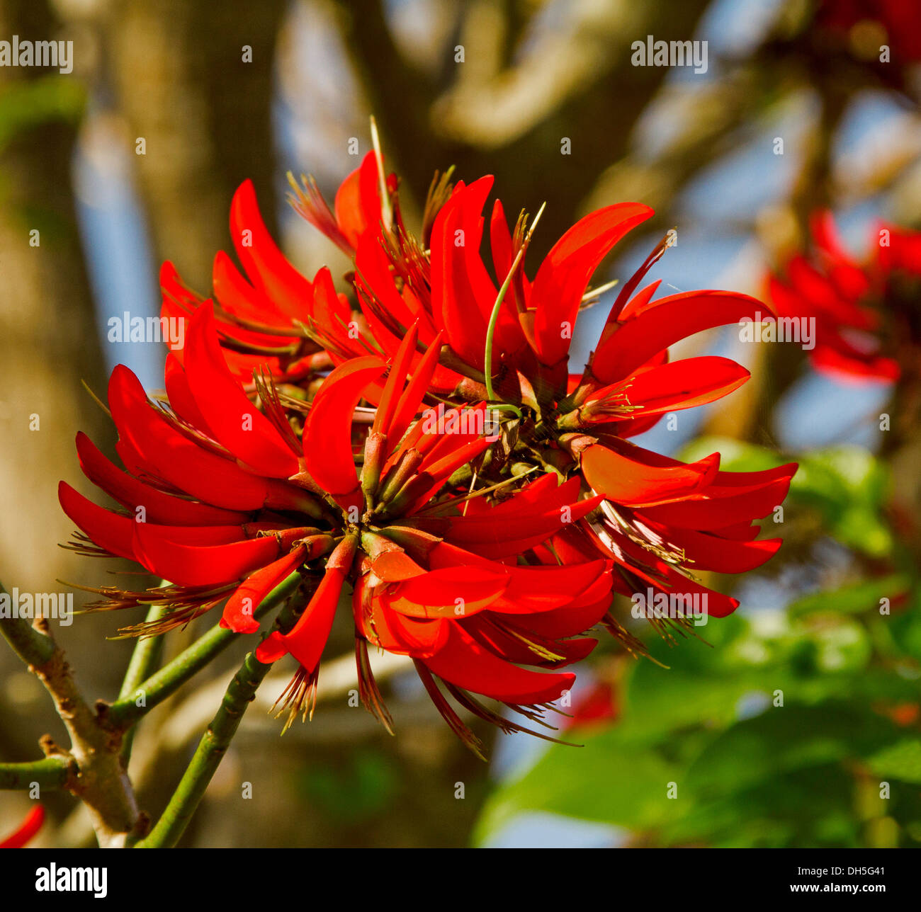 Cluster of bright red flowers of coral tree - Erythrina bidwillii against background of green foliage and blue sky Stock Photo