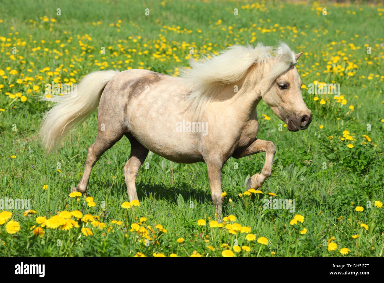Funny falabella pony are playing on a meadow Stock Photo