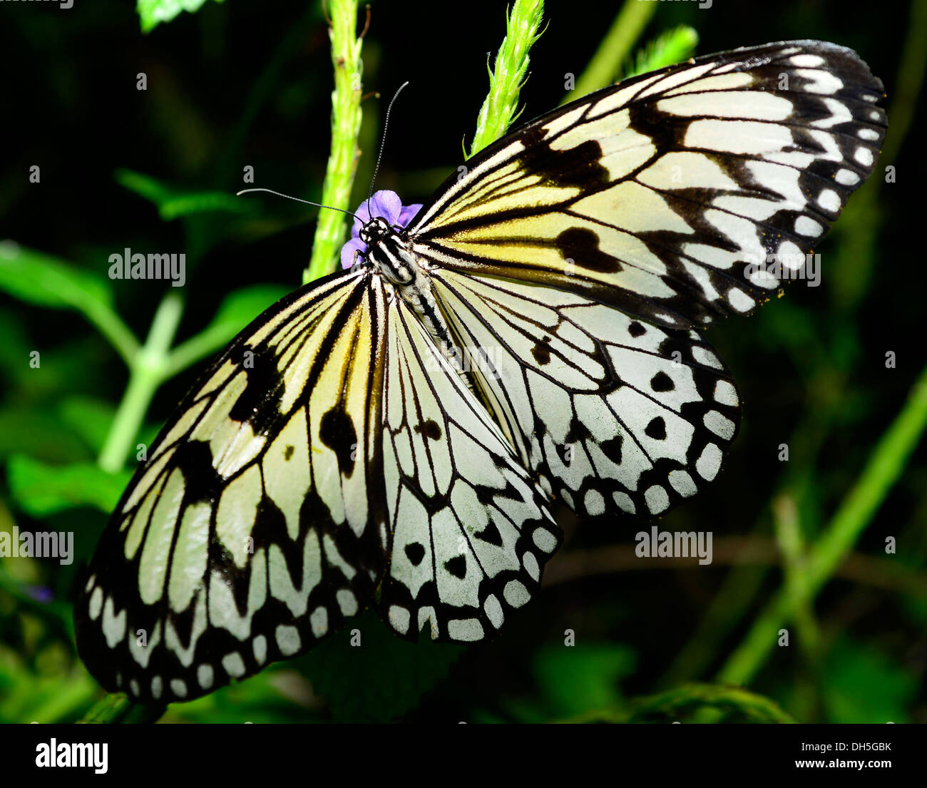 A Malaysian Paper Kite butterfly unfolded on flower Stock Photo