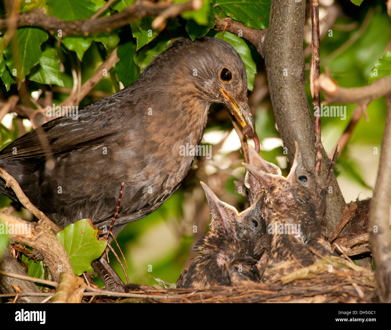 A blackbird feeding chicks Stock Photo