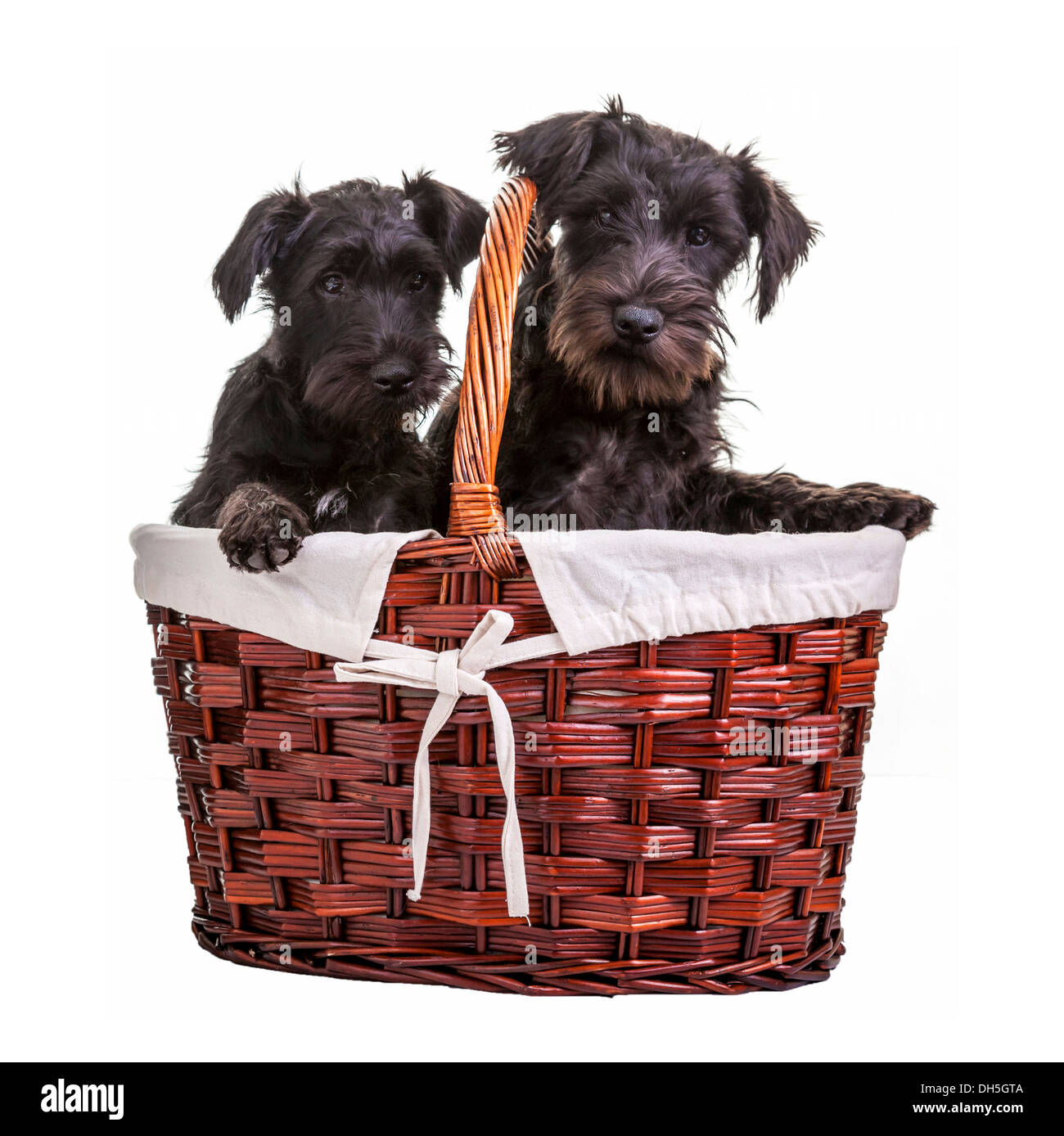 Miniature black schnauzer puppies posing in a basket on a white background Stock Photo
