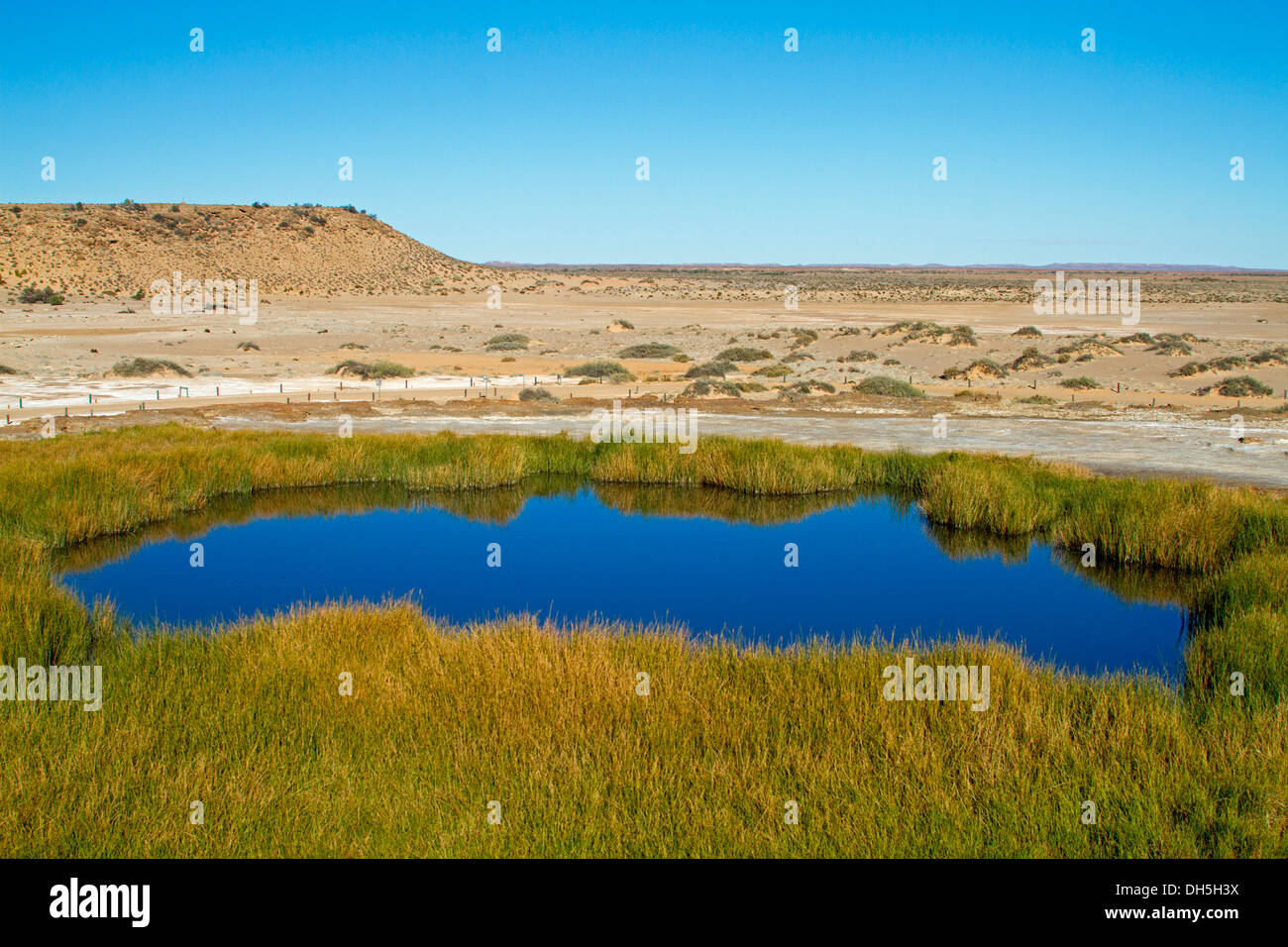 Landscape with blue waters and reeds of Blanche Cup mound spring, oasis in outback plains near Oodnadatta track South Australia Stock Photo