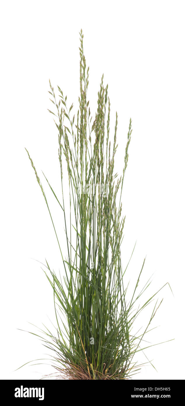young tuft grass (Festuca ovina) on white background Stock Photo