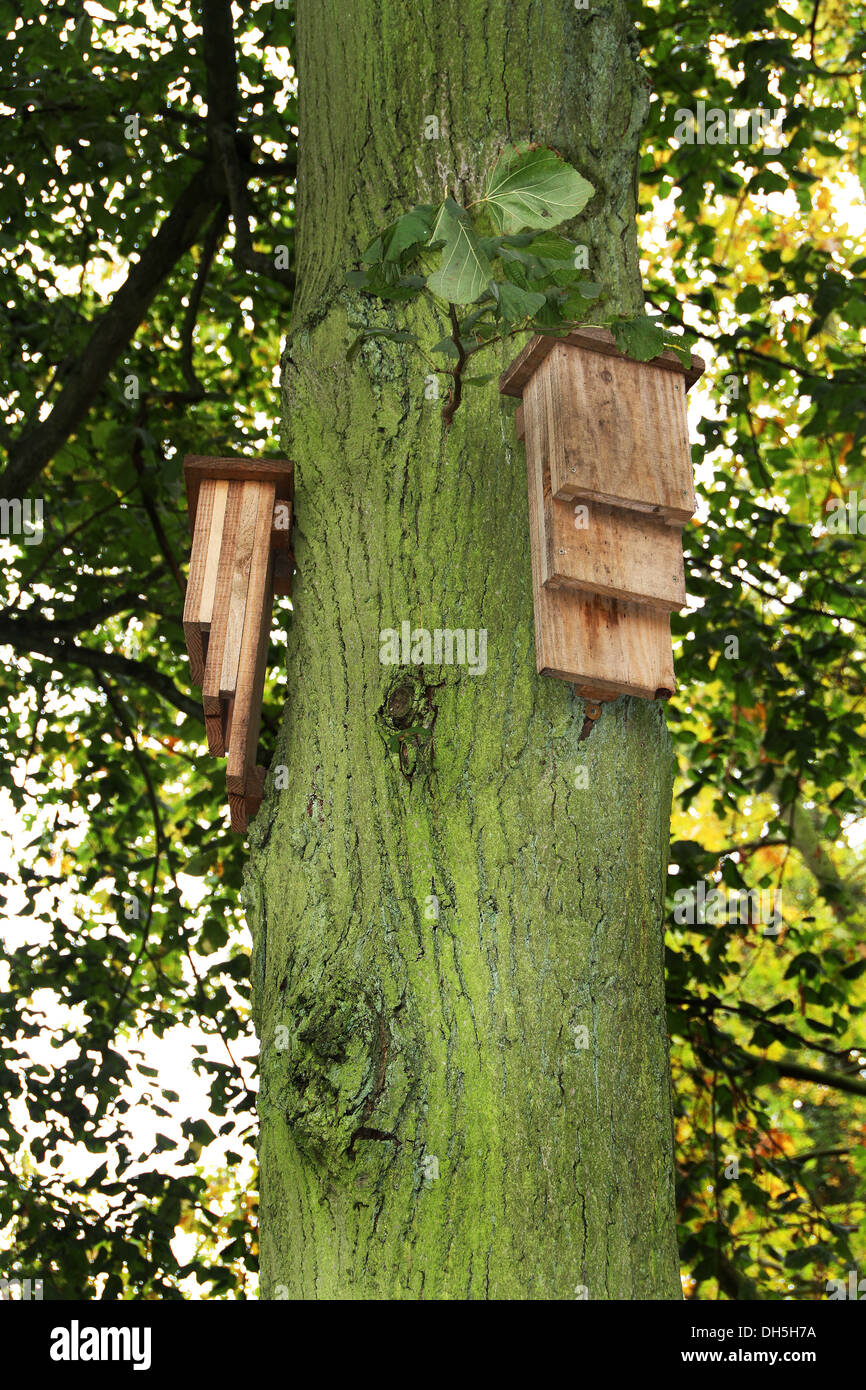 Bat boxes on tree in parkland Stock Photo Alamy