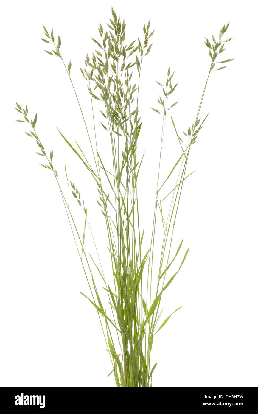 young tuft grass (Bromus hordaceus) on white background Stock Photo