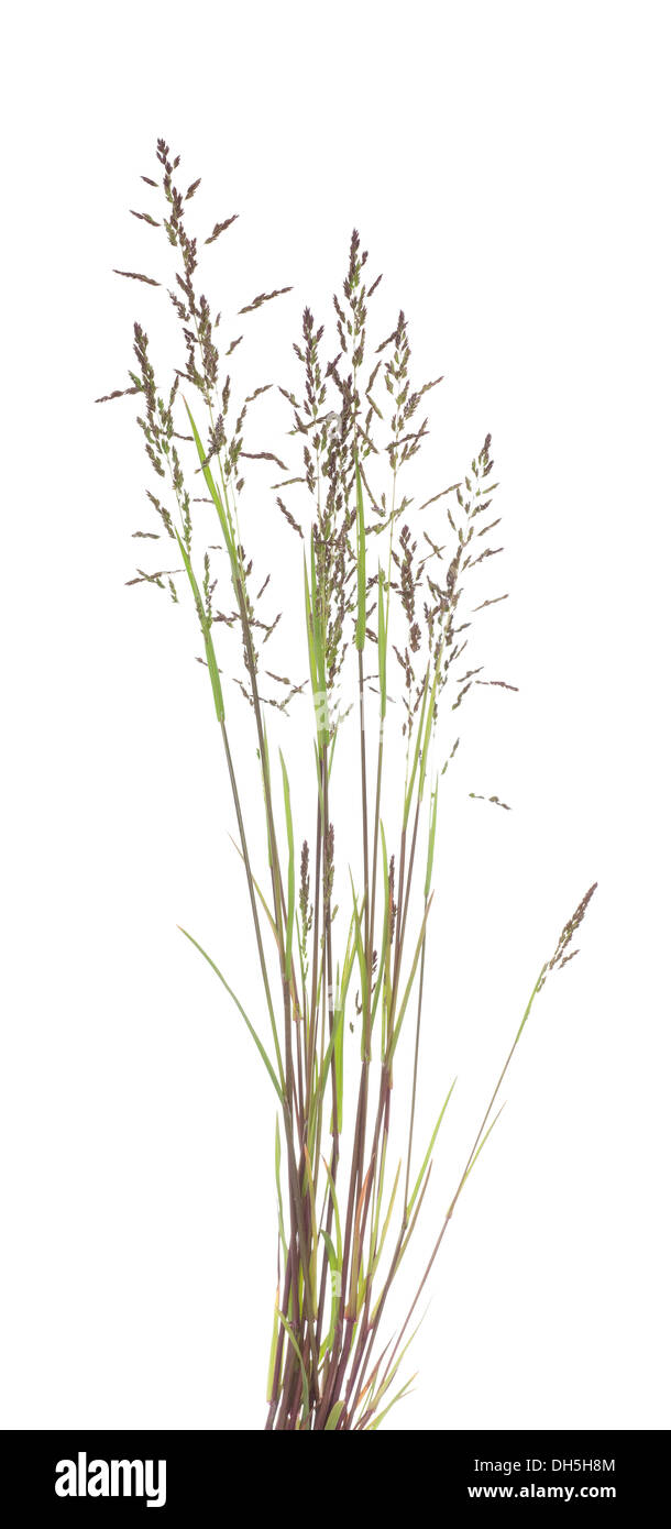 young tuft grass (Festuca rubra) on white background Stock Photo