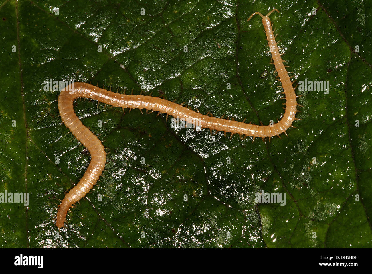 Wireworms, the larvae of click beetles (Elateridae), soil-inhabiting pests. Stock Photo