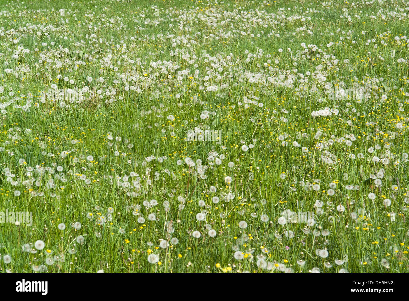 Full dandelion clock hi-res stock photography and images - Alamy