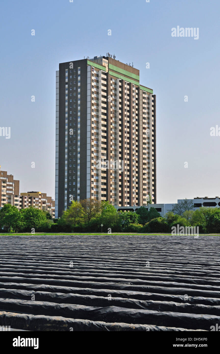 Covered asparagus fields with KoelnBerg high-rise building at back, social hotspot in the Meschenisch quarter of Cologne Stock Photo
