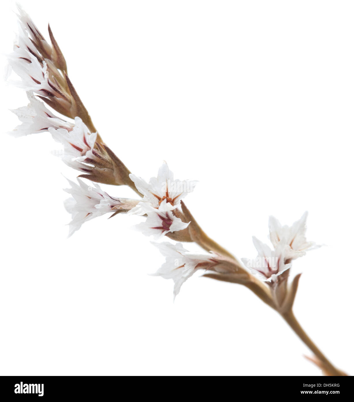tiny dry white limonium flowers isolated Stock Photo