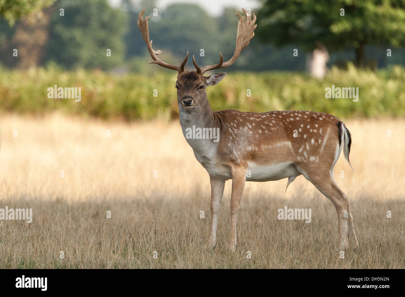 Deer in Bushy Park - a Royal Park - in Teddington, Middlesex, England, United Kingdom Stock Photo