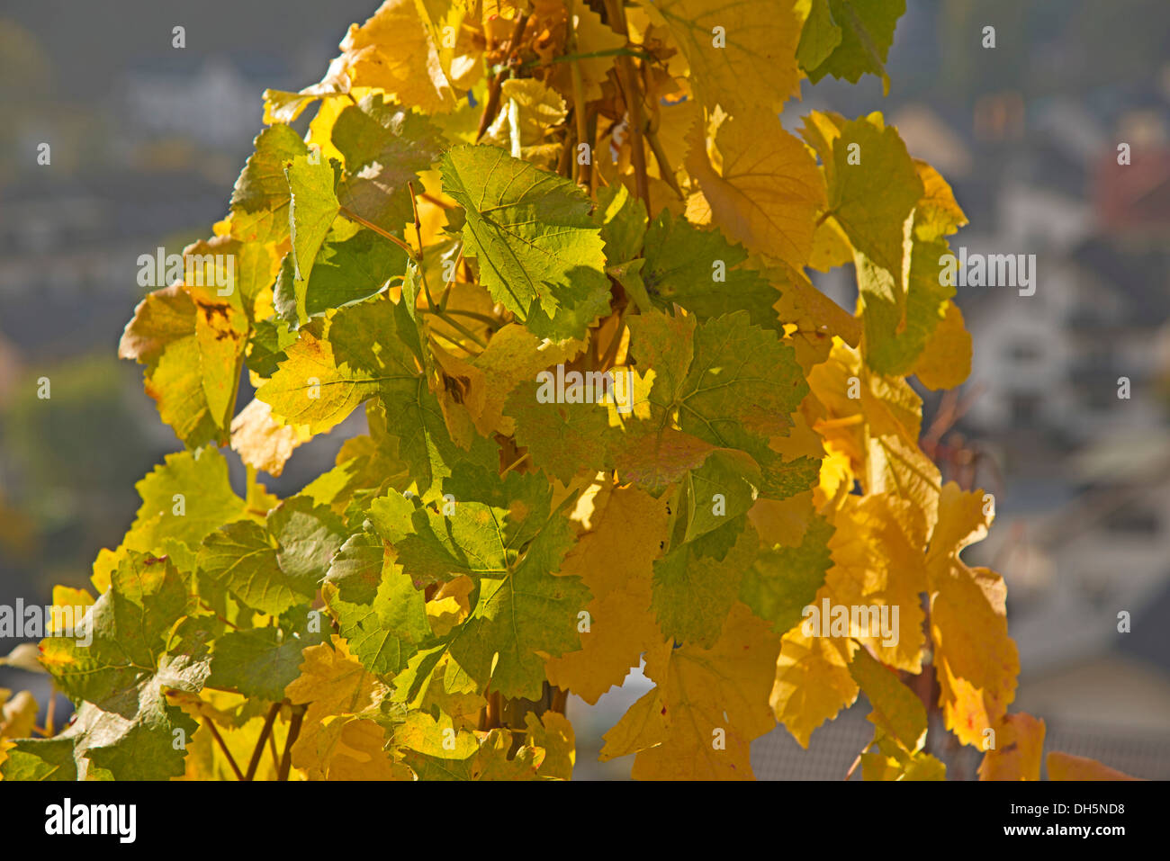 Autumn leaves in a vineyard, wine-growing area where Pinot Noir and Blue Portuguese grapes are commonly grown Stock Photo