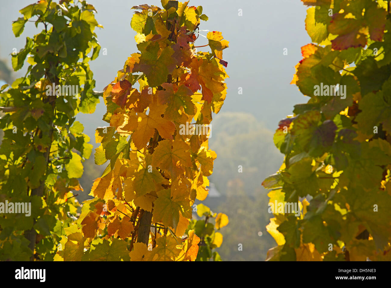 Autumn leaves in a vineyard, wine-growing area where Pinot Noir and Blue Portuguese grapes are commonly grown Stock Photo