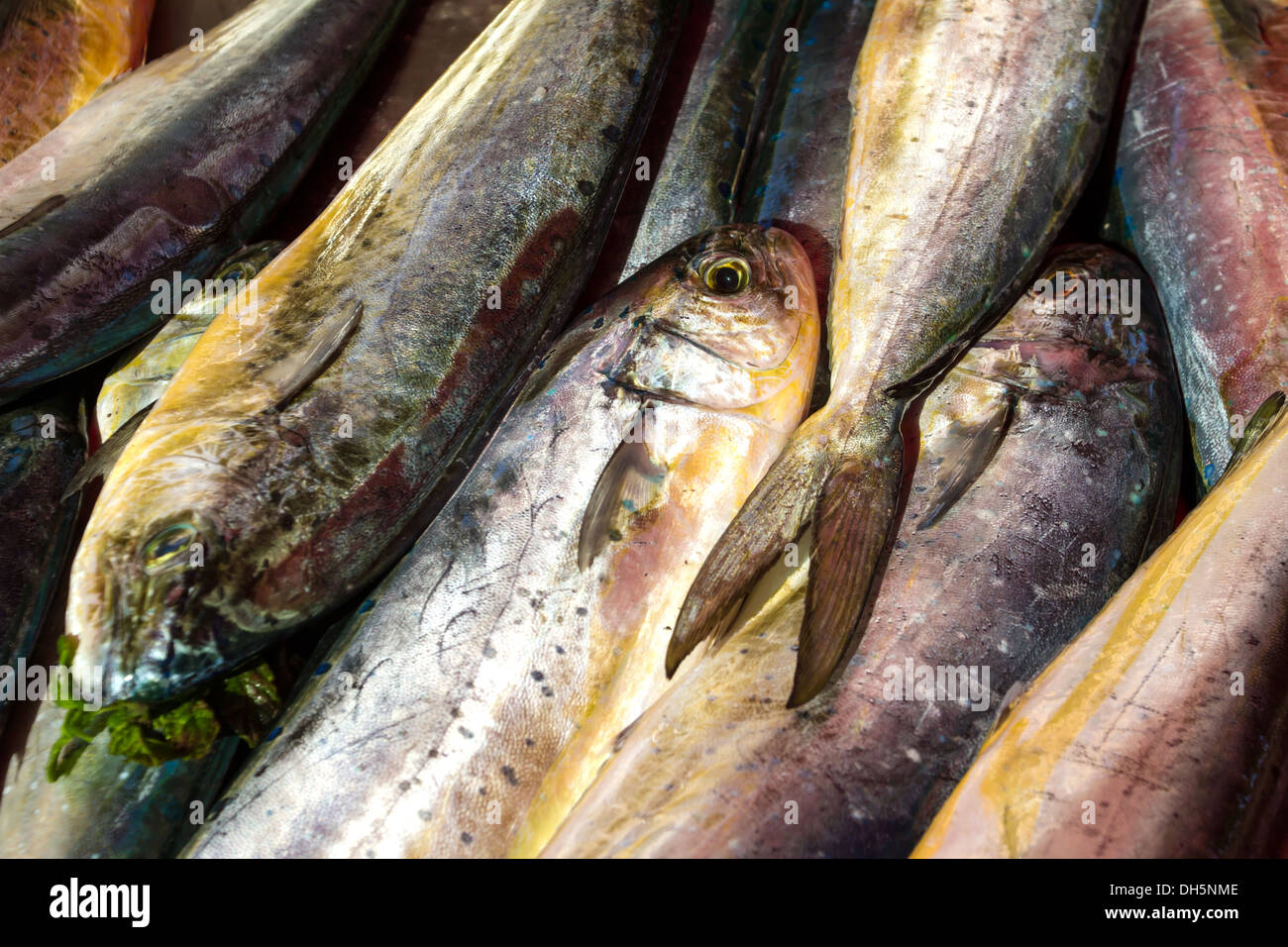 Fresh fish in a market  Stock Photo