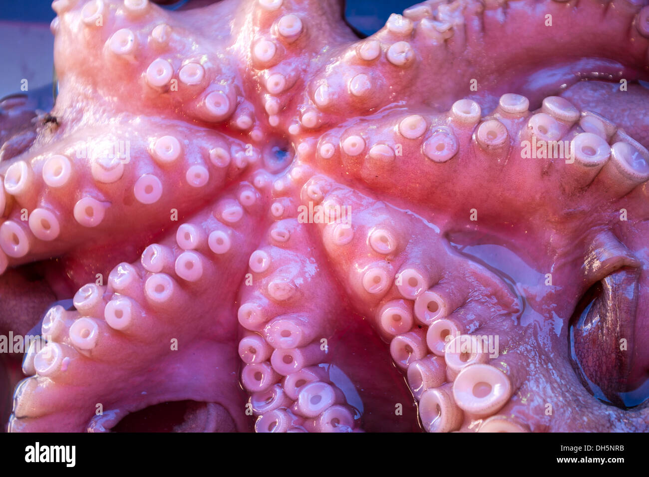 Fresh octopus with suction cups Stock Photo Alamy