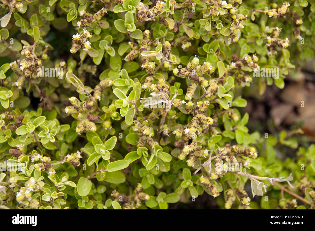 Marjoram Leaf, Cut & Sifted (Origanum Majorana) - 100% Natural Food Grade Herb