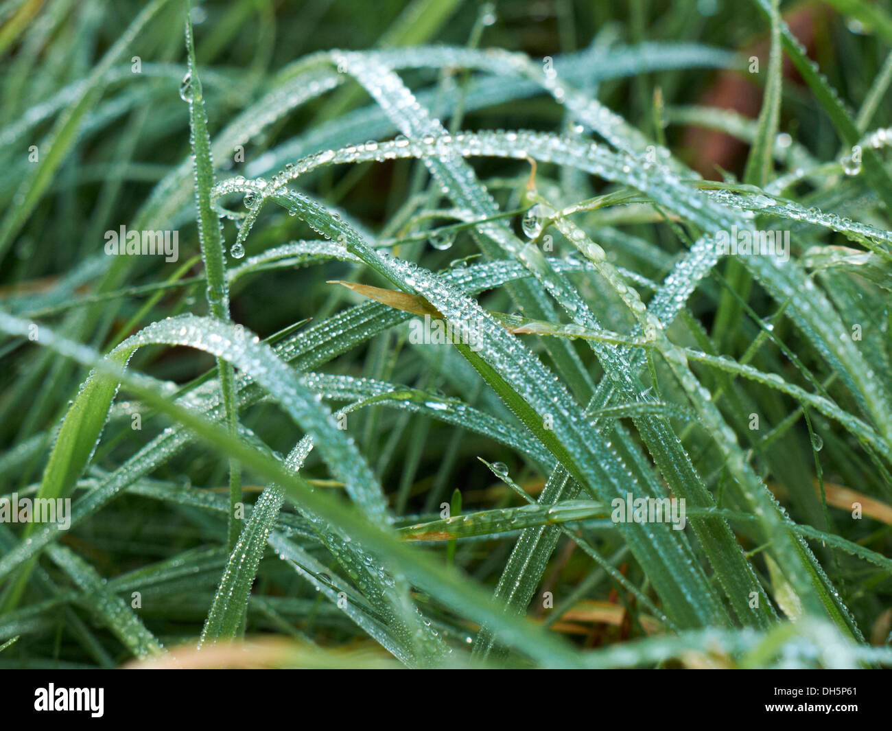 dew on green grass Stock Photo - Alamy