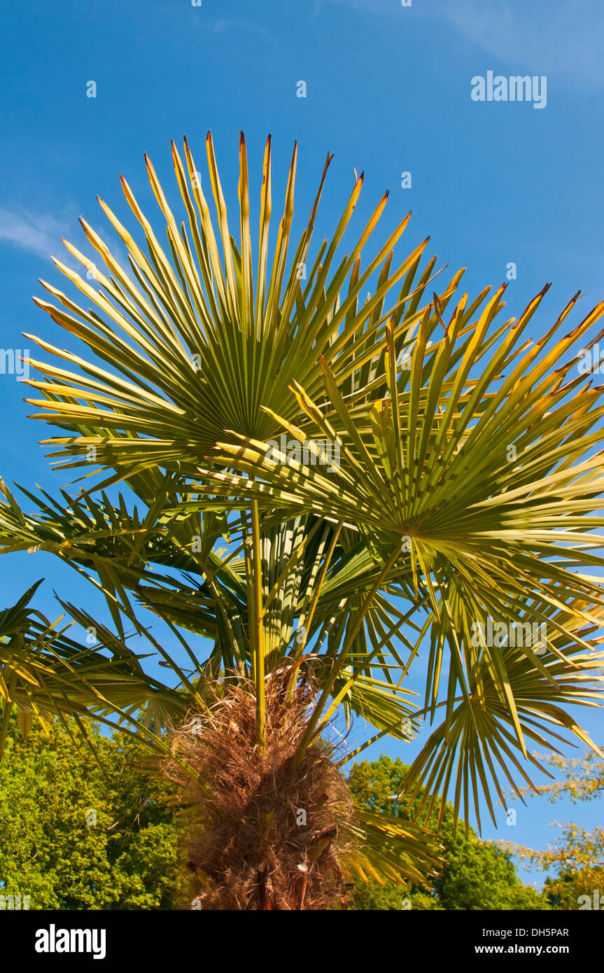 Chinese Windmill Palm (Trachycarpus fortunei) Stock Photo