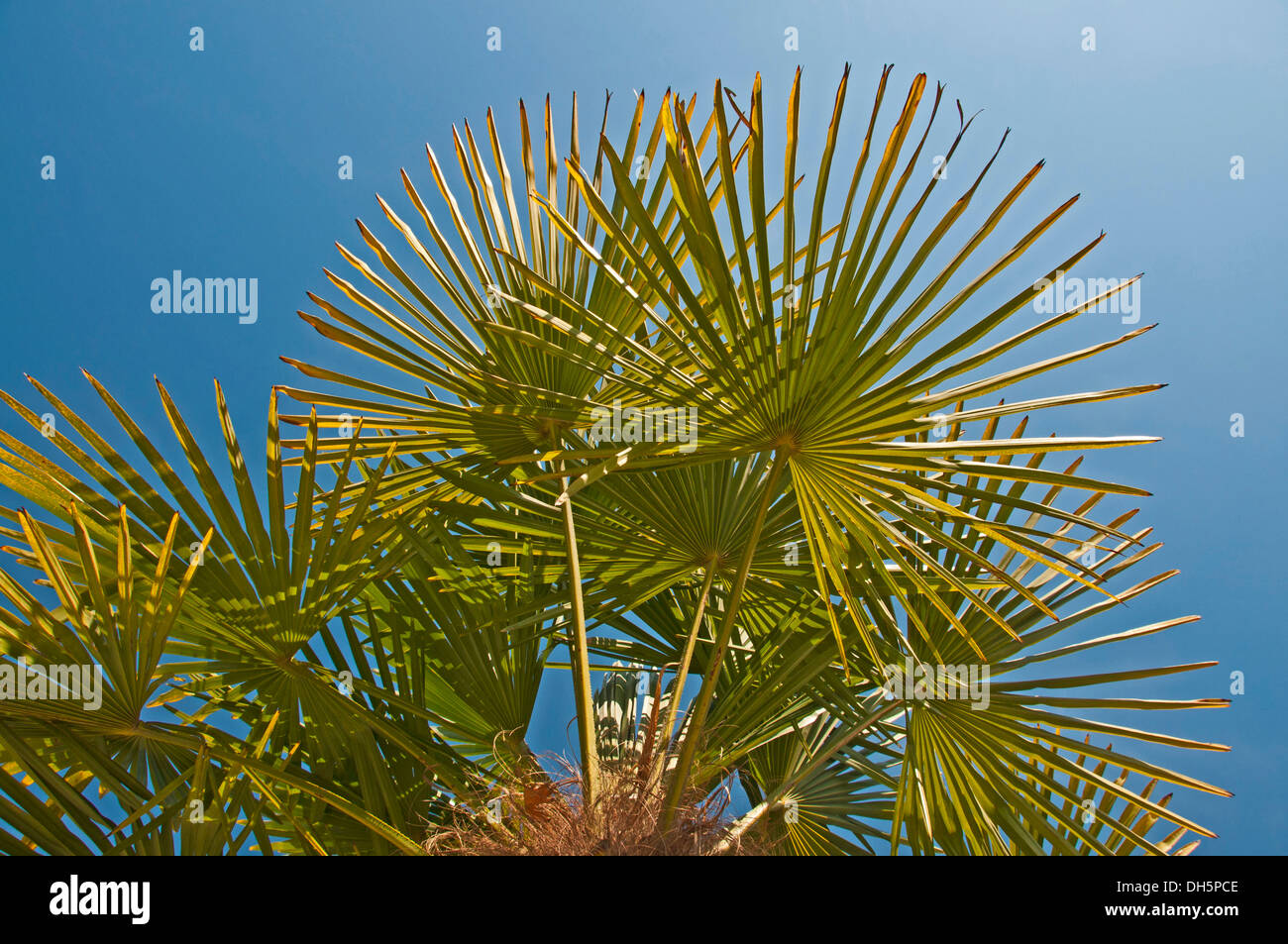 Chinese Windmill Palm (Trachycarpus fortunei) Stock Photo