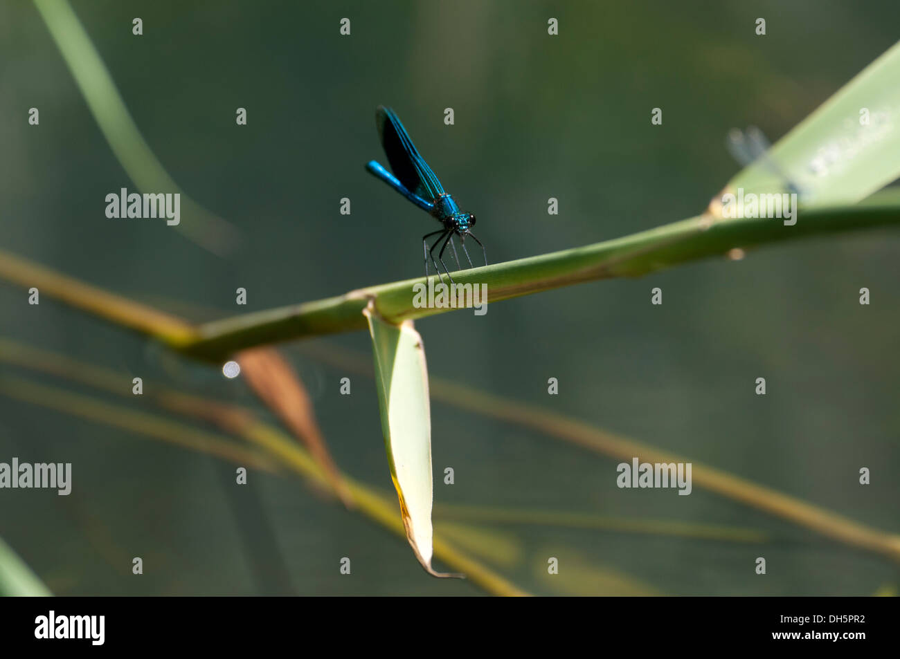 Banded Demoiselle (Calopteryx splendens) Stock Photo