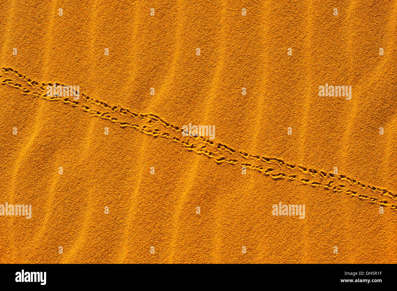 Tracks of a beetle in the sand dunes of Erg Chebbi, Sahara Desert, Morocco, Africa Stock Photo