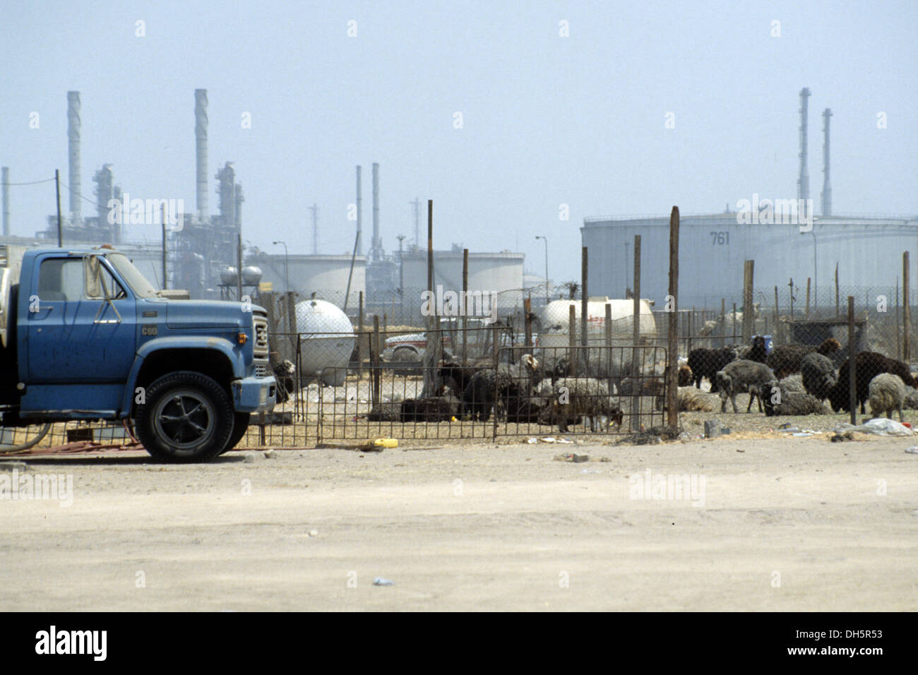 The aftermath of the 1991 Gulf War in Kuwait oil reservoirs and sheep